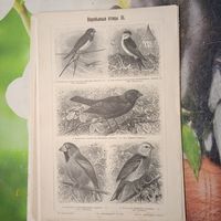 Воробьиныя птицы 3. 4. Энциклопедическая гравюра СПБ конец 19века 24х16см.