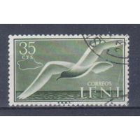 [346] Испанские колонии.Ифни 1954. Фауна.Птицы.Чайка. Гашеная марка.