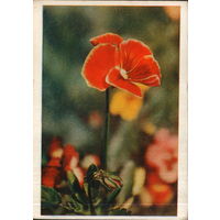 Чистая открытка 1961г. "Анютины глазки" фото Л. Раскин