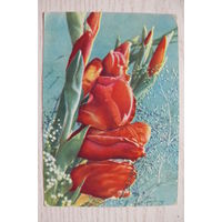 Ананьина Т., Гладиолусы; 1967, чистая (изд. Минск).