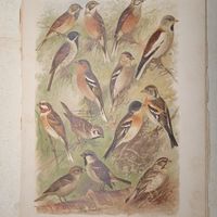 ХРОМОЛИТОГРАФИЯ ПТИЦЫ . ОВСЯНКИ ЗЯБЛИК ВЬЮРОК ВОРОБЕЙ .21х29см. Энциклопедическая гравюра конец 19века 29х21см.