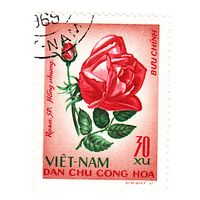 Вьетнам Роза