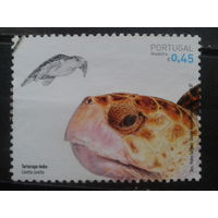 Мадейра, Португалия, 2007. Головастая морская черепаха