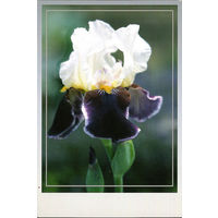 Почтовая карточка "Ирис Уобаш"