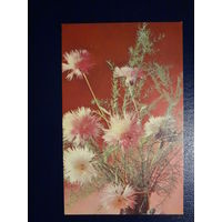 Центаурея. 1968 г.  подписанная.