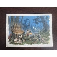"В лесной чаще".Прошедшая почту.1962г.