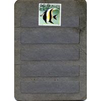 ДЖИБУТИ, 1981,   рыбы  1м, гашен