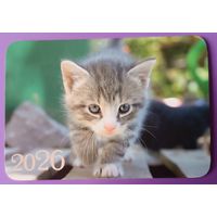 Котенок.Календарик, глянец, 2026.ТРАСКО, Беларусь
