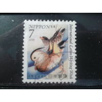 Япония, 2019. Утка-мандаринка