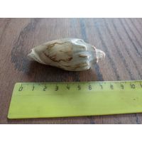 Ракушка Цимбиола "летучая мышь' (Cymbiola vespertilio). Цена с пересылкой.