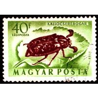 Насекомые Венгрия 1954 год 1 марка