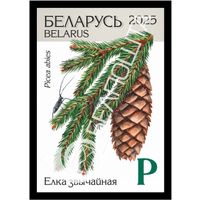 Беларусь 2025г 18-й стандартный выпуск. Елка звычайная (самокл. )MNH