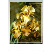 Почтовая карточка "Ирис Абхазия"