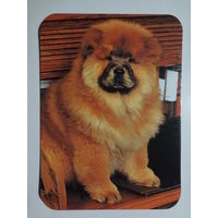 Календарик 2000 г. Собака.