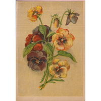 Подписанная открытка "Анютины глазки"