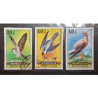 Монголия. Фауна. Птицы (417)