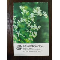 Календарик Прибалтика Подмаренник