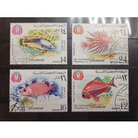 Йемен. 1967 год. Фауна. Рыбы (81)