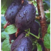 Крыжовник  Черный негус саженец