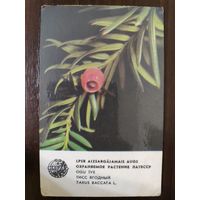 Календарик Прибалтика Тисс