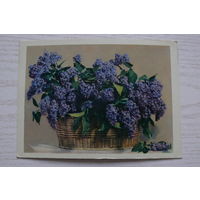 Вахрамеева М.(фото), Сирень; 1962, чистая.