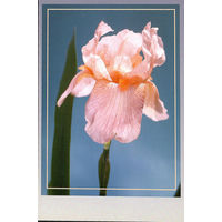 Почтовая карточка "Ирис Аркадий Райкин"