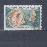 [2330] Мали 1960. Фауна.Рыбы.25 ф. Гашеная марка.