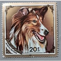 Собака. Монголия