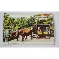 Мадейра Либава до 1917 года   Открытка