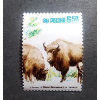 Марка Польша 1981 год Зубры