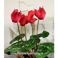 Цикламен