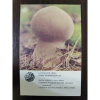 Календарик Прибалтика Головач