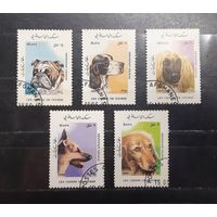 Афганистан. 1986 год. Фауна. Собаки (601)