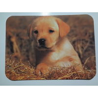 Календарик 2000 г. Щенок.