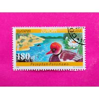 Болгария. Фауна. Утка. ( 1 марка ) 1999 года. 2-2.