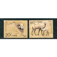 Китай. Фауна. Верблюды
