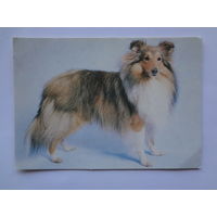 Календарик 1994 г.  Шелти. (141).