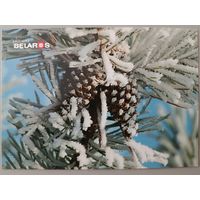 Шишки. Открытка, глянец, 2019