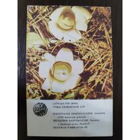 Календарик Прибалтика Звездовик