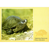 Открытка "Чарапаха Балотная"