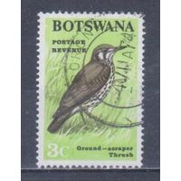 [385] Ботсвана 1967. Фауна.Птицы.Дрозд. Гашеная марка.