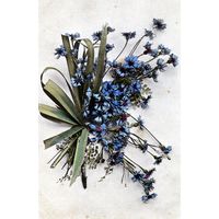 Открытка, почтовая карточка   БУКЕТ  ВАСИЛЬКИ