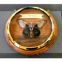 Бабочка * PAPILIO MEMNON * Парусник Мемнон * на Стену * Ручная Работа * Очень Красивая !