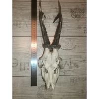 Охотничий трофей-рога косули, общая длина 40 см.