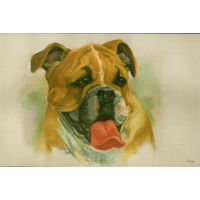 Открытка "Собаки"