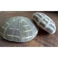 Панцирь Морского Ежа, 2 штуки.