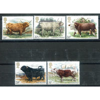 Великобритания - 1984г. - британские породы крупнорогатого скота - 5 марок - полная серия, MNH [Mi 979-983]. #3-GB-Z-1-15