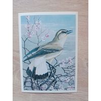 Егоров 1984 чистая