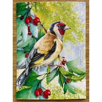 Открытка для посткроссинга "Природа России: Птицы. Европейский щегол" 11,5 х 15,8 см