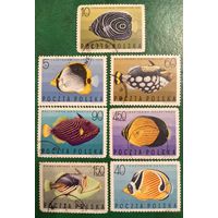 Польша 1967. Коралловые рыбки